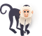 Macaco-prego pacote