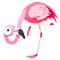Flamingo Svar
